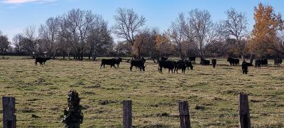 Photo de 1000 toros 2022