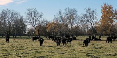 Photo de 1000 toros 2022