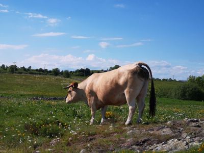 Photo de Aubrac 2021