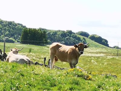 Photo de Aubrac 2021