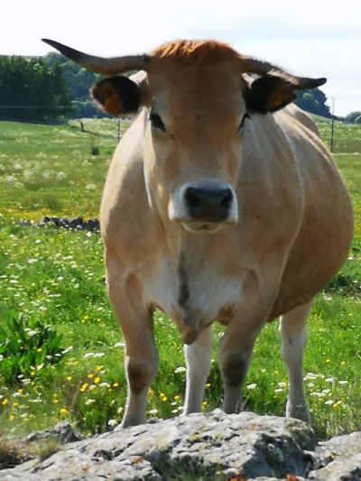 Photo de Aubrac 2021