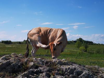 Photo de Aubrac 2021