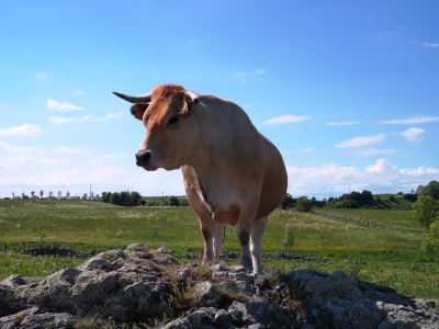 Photo de Aubrac 2021
